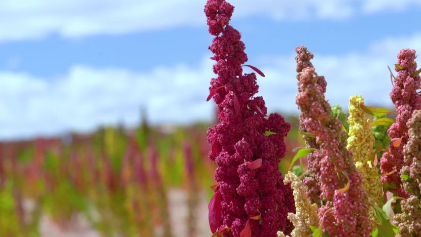 Close up of assorted color seed heads from four quinoa plants in a field